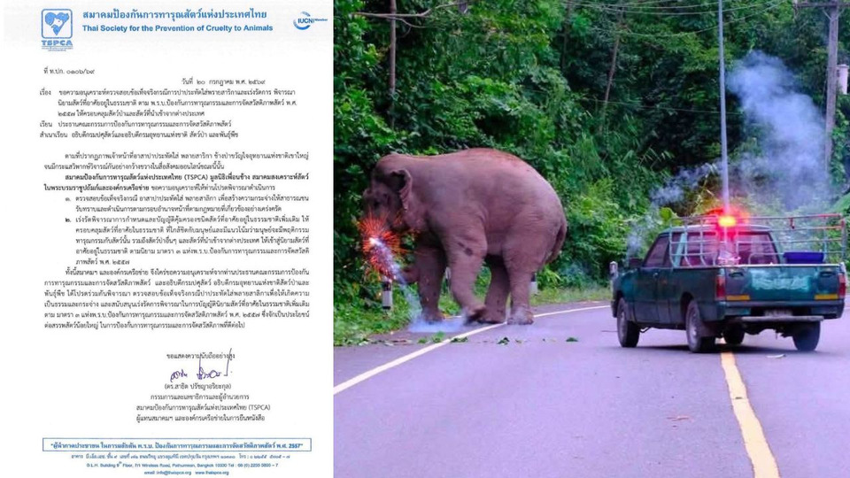 ไม่ทน! มูลนิธิ-เครือข่ายพิทักษ์สัตว์ ยื่นสอบเหตุปาประทัดใส่ “พลายสาริกา” 