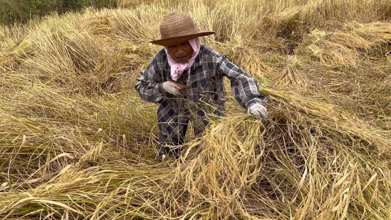  ราคาข้าวตกชาวนาหันมาเกี่ยวมือลดต้นทุน