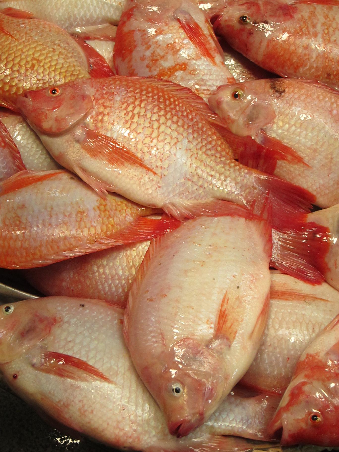 สายกินปิ้งย่างปลาเผา-ไก่ “ฉลาดซื้อ” เผยผลตรวจปลาทับทิม พบยาปฏิชีวนะแต่ไม่เกินเกณฑ์มาตรฐาน 