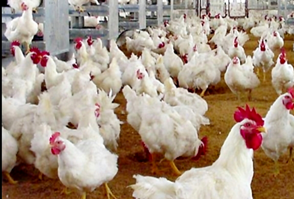 สมาคมผู้เลี้ยงไก่พันธุ์วอนรัฐช่วย  หลังแบกรับต้นทุนสูงจากราคาวัตถุดิบขึ้นไม่หยุด