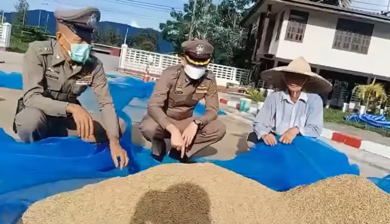 ตำรวจวังขอนแดง ปราจีนบุรีเปิดลานตากข้าวเปลือก  หน้าโรงพักฟรีป้องกันโจรขโมยข้าว 
