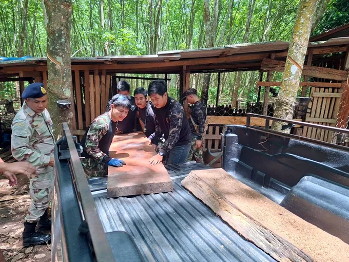  รวบหนุ่มตัด-ลักลอบขนไม้ประดู่เขตพื้นที่ป่าห้วยโลลา พบภาพทำไม้ในโทรศัพท์ เชื่อทำเป็นขบวนการ