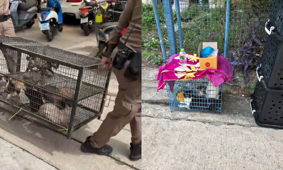 ชาวชุมชนสีน้ำเงิน 1 เขตบางซื่อสุดทนกักขังแมวจำนวนมากในบ้านเช่า