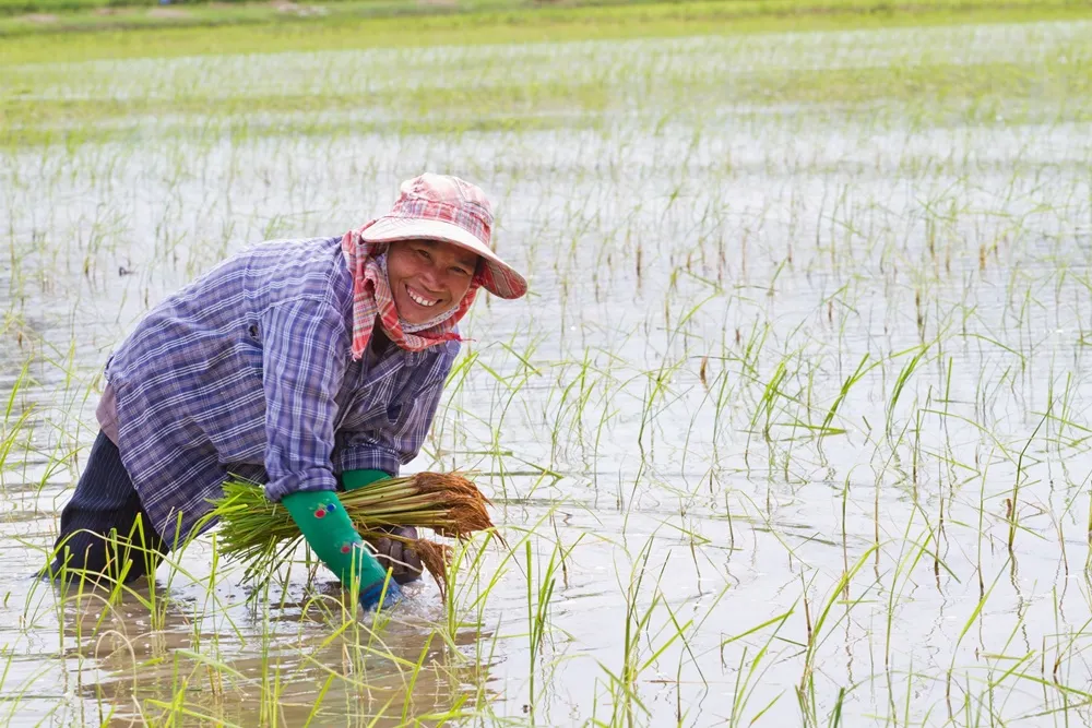 Thai Woman Working on a Paddy Field 0