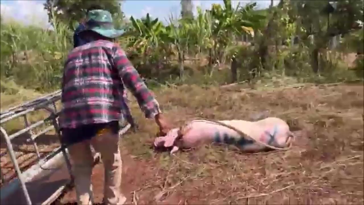  เศร้า!!หมูหนีตายกระโดดรถก่อนเข้าโรงเชือดหวังรอด สุดท้ายเจ็บหนักและสิ้นใจในภายหลัง