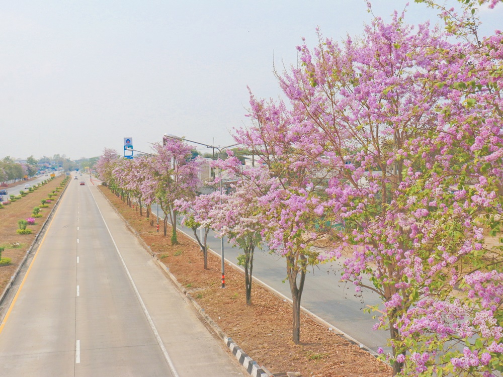 “ถนนสายดอกตะแบก” สีชมพูสุดโรแมนติก บนถนนพหลโยธิน
