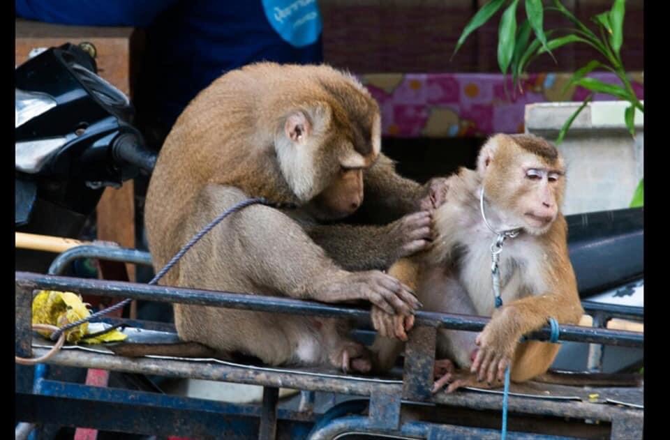 ผอ.ส่วนอนุรักษ์สัตว์ป่ายึดหลักรัฐศาสตร์ หลังกฎหมายชี้ชัดลิงกังเป็นสัตว์ป่าคุ้มครองต้องได้รับอนุญาตครอบครอง