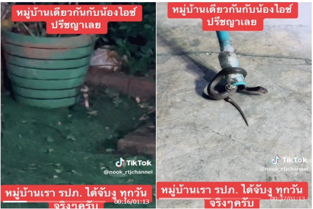 หนุ่มอยู่หมู่บ้านเดียวกับ "ไอซ์ ปรีชญา" โพสต์คอนเฟิร์ม รปภ. จับงูเกือบทุกวันจริงๆ 