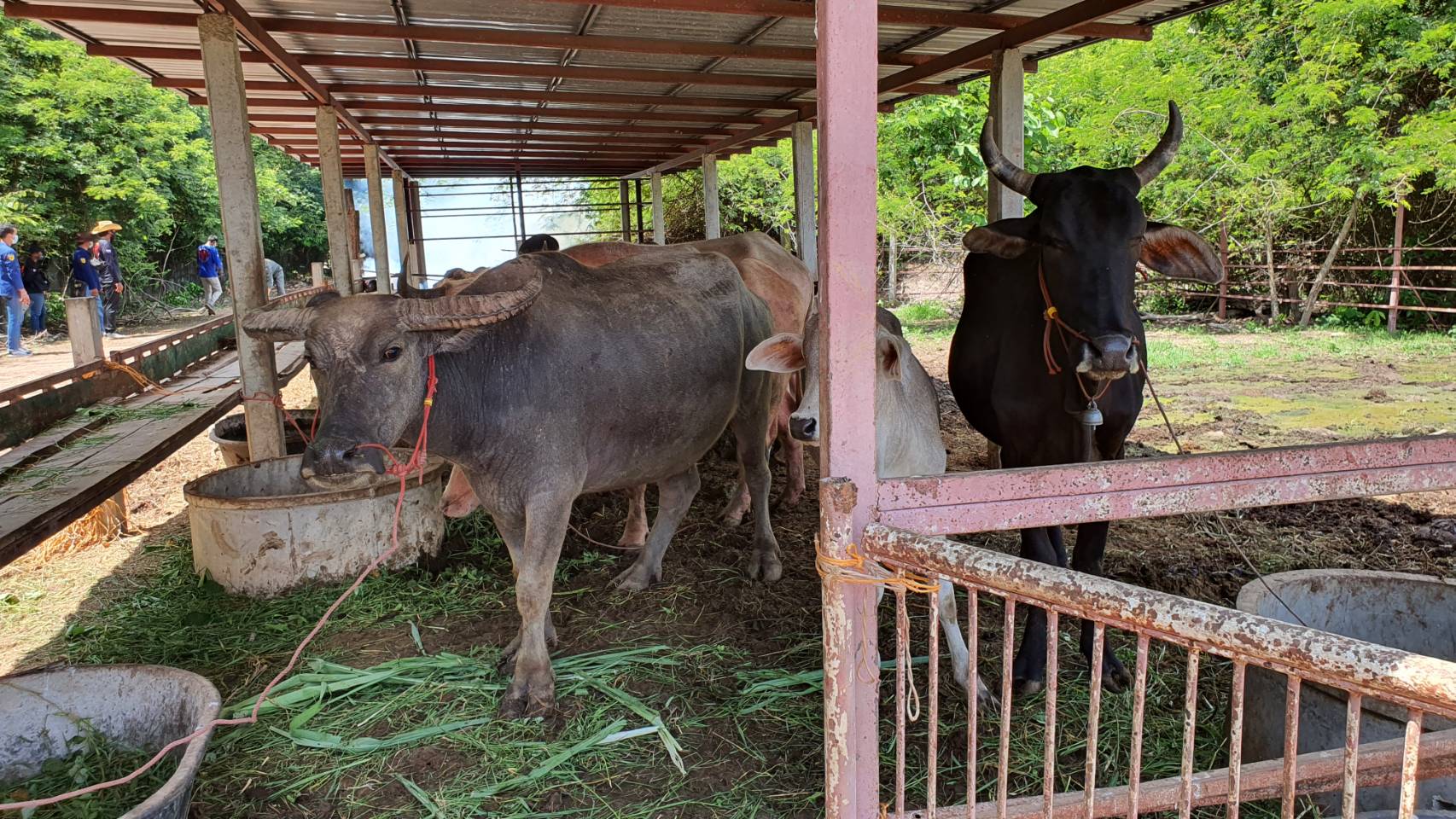 อุดรธานี ป้องกันและกำจัดโรคลัมปี สกิน ในโคกระบือ เนื้อโคบริโภคได้ผู้ว่าการันตี