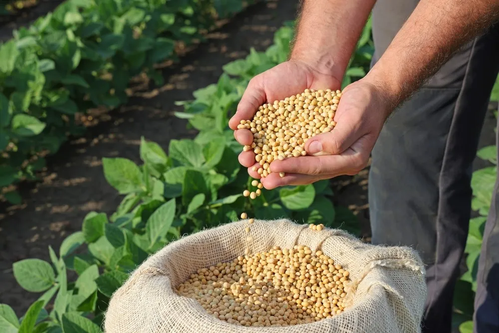 Soybean 0
