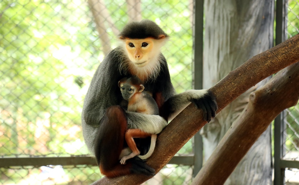 สุดน่ารัก!! สวนสัตว์โคราชเปิดตัวสมาชิกใหม่ "ลูกค่างห้าสี" สัตว์ใกล้สูญพันธุ์
