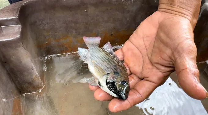 ชาวประมงยืนยัน พบหมอคางดำ แพร่ระบาดเต็มคลองนานกว่า 3 ปีแล้ว