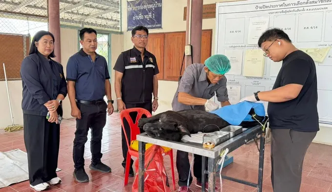 อบต.ย่านซื่อจับมือปศุสัตว์ ทำหมัน-ฉีดวัคซีนสุนัข ลดเสี่ยงพิษสุนัขบ้า