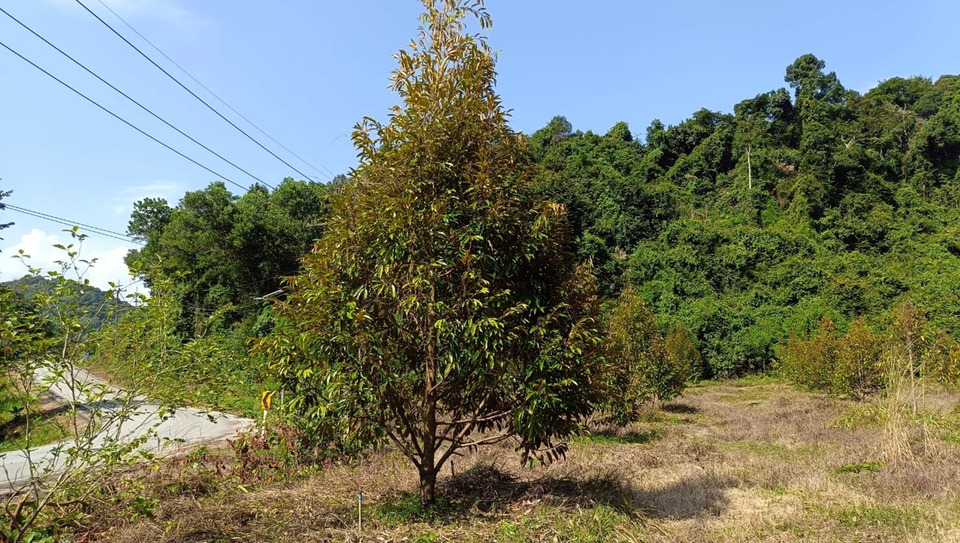 ชาวบ้านคาใจ! ป่าสงวนเขาจุกถูกยึด 3 ปี ทุเรียนยังงาม วอนสอบใครดูแล