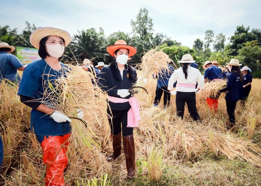 พาณิชย์ยโสธร ร่วมลงแขกเกี่ยวข้าวทุ่งเกษตรอินทรีย์