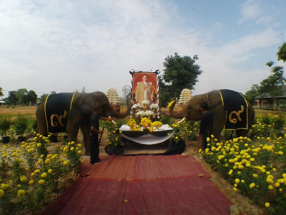 ควาญช้างนำช้างแสนรู้ถวายดอกดาวเรืองหมอบกราบถวายอาลัยในหลวง ร.9