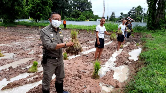 ผกก.กุดชุม เดินตามรอยพ่อปักดำนาสร้างความผูกพันธ์ ขรก.ตำรวจ