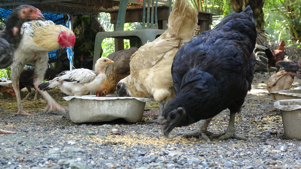 ชาวบ้านเลี้ยงไก่ดำสตูล  ขยายพันธุ์หลังพบในพื้นที่หายาก