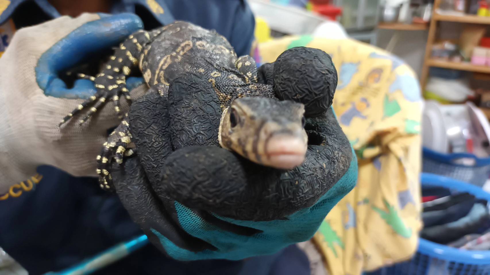  สองแม่ลูกผวา! ตัวเงินตัวทองจูเนียร์เข้าบ้าน นำเลขเด็ด ซื้อหวยหวังได้โชค