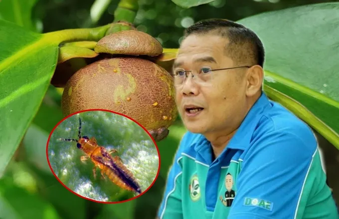 กสก. แนะเกษตรกรเริ่มสำรวจสวน ป้องกันผลกระทบจาก “เพลี้ยไฟมังคุด”