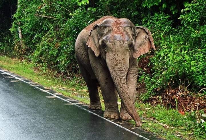 อย่าให้อายช้าง! ลีลา 'เจ้าสีดอ' ช้างเขาใหญ่เดินตามแนวเส้นสีขาวเป๊ะ 