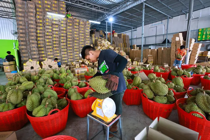 พณ.ระยอง เปิดจุดจำหน่ายผลไม้ กระตุ้นบริโภคผลไม้ตลาดในประเทศ