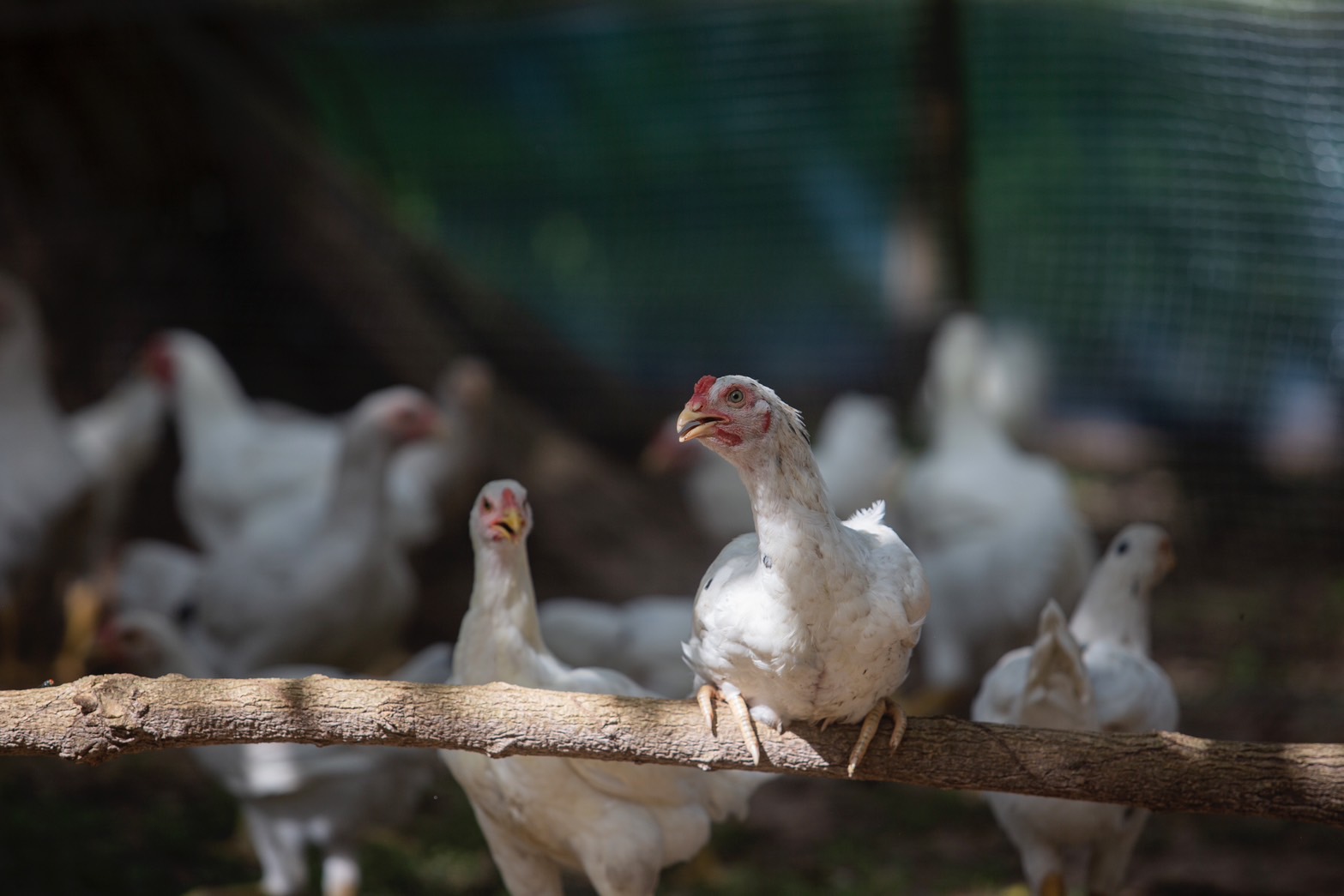 องค์กรพิทักษ์สัตว์แห่งโลกฯ ชวนร่วมงาน  Farm Champion Market “ไก่งามเพราะคน” จากฟาร์มสู่เมือง เพื่อไก่แฮปปี้ คนเฮลตี้