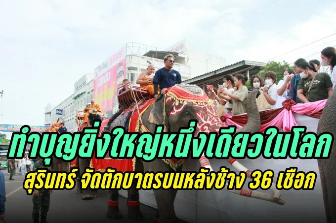 สุรินทร์ ทำบุญยิ่งใหญ่หนึ่งเดียวในโลก พระสงฆ์ สามเณร 36 รูป นั่งรับบิณฑบาตรบนหลังช้าง 36 เชือก 