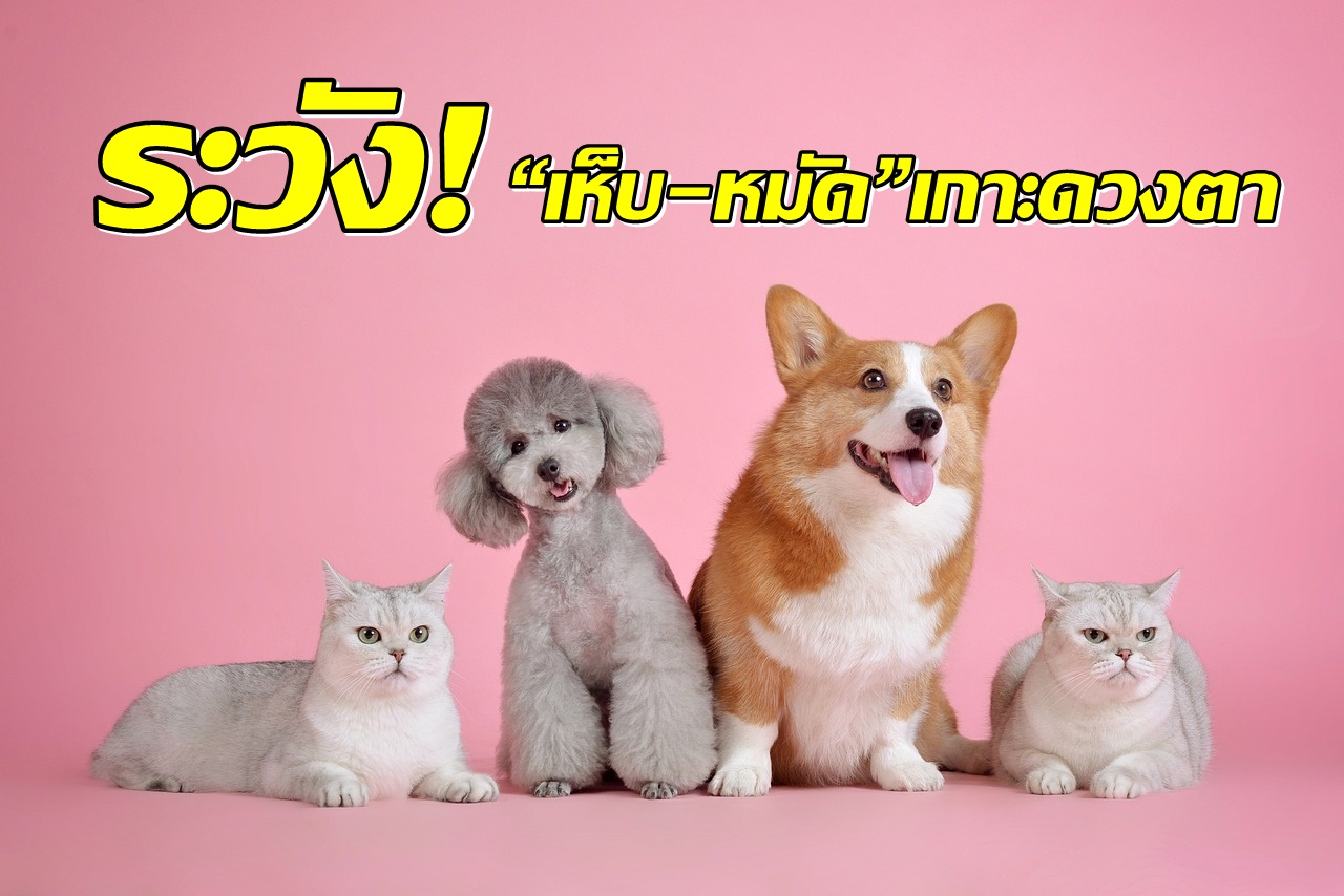 เตือน! คนรักหมาแมว ระวัง “เห็บ-หมัด”เกาะดวงตา