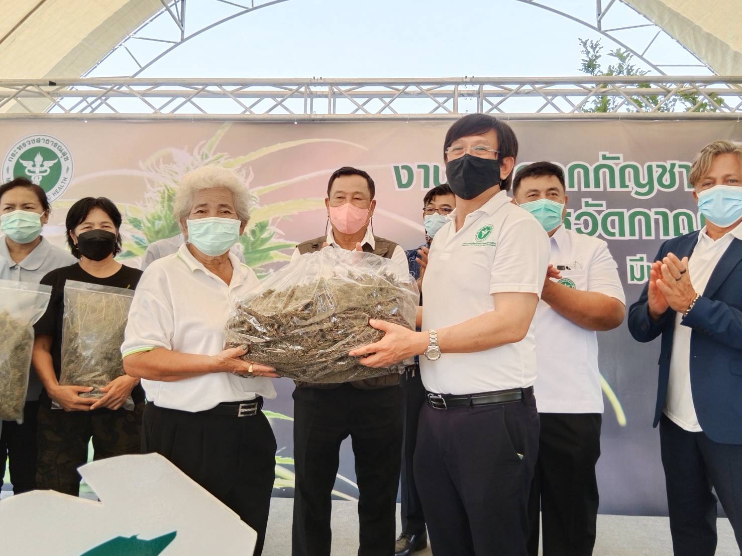 การแพทย์แผนไทย-การแพทย์ทางเลือกร่วมวิสาหกิจชุมชน เก็บยอดช่อดอกกัญชาแห้งกว่า 260 กก.พร้อมเปิดศูนย์สินค้าพื้นเมือง