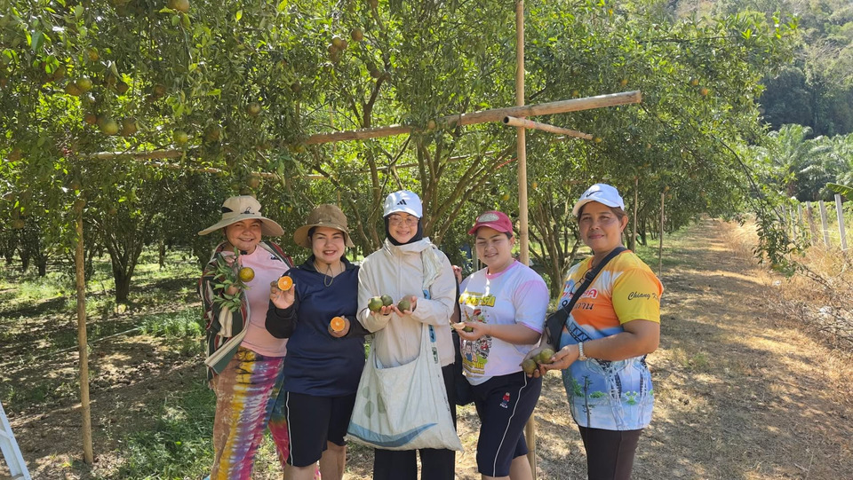 เกษตรทุ่งหว้า ชูสวนส้มโชกุนตาชัน-ยายกาน ต้นแบบเกษตรคุณภาพ สร้างรายได้ยั่งยืน 