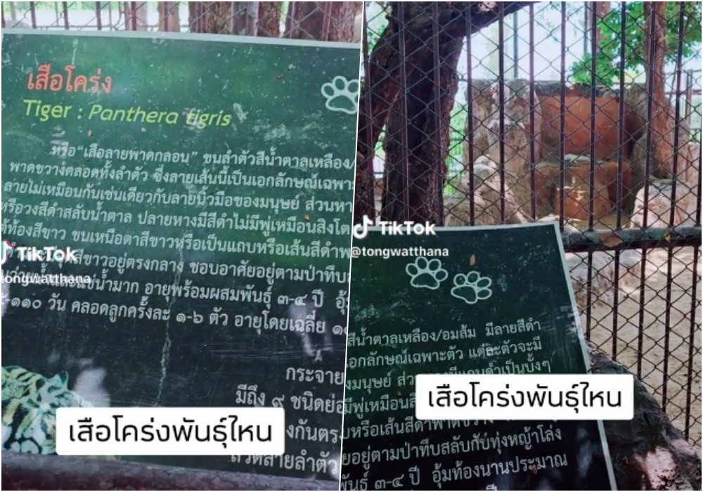 หนุ่มพาลูกไปเที่ยวบึงฉวาก ถึงกับสะดุ้งเจอเสือโคร่งพันธุ์ใหม่ 