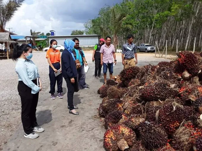 พณ.ตรังเดินหน้ายกระดับมาตรฐานการผลิตปาล์มน้ำมัน