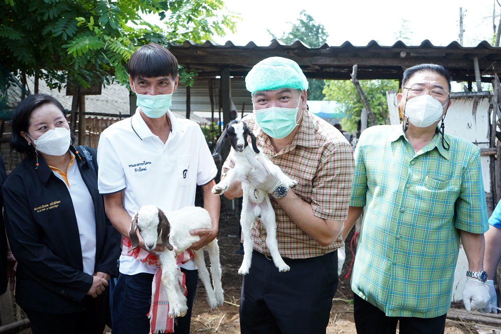 ส.ส.แก้ว จับมือ ปศุสัตว์นครปฐม ยกระดับเกษตรกรผู้เลี้ยงแพะเพิ่มรายได้ครัวเรือน 