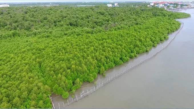 12 เม.ย. วันป่าชุมชนชายเลนไทย CPF หนุนชุมชนร่วมดูแลป่าชายเลน รักษาสมดุลระบบนิเวศทางทะเล สร้างแหล่งอาหารที่ยั่งยืน