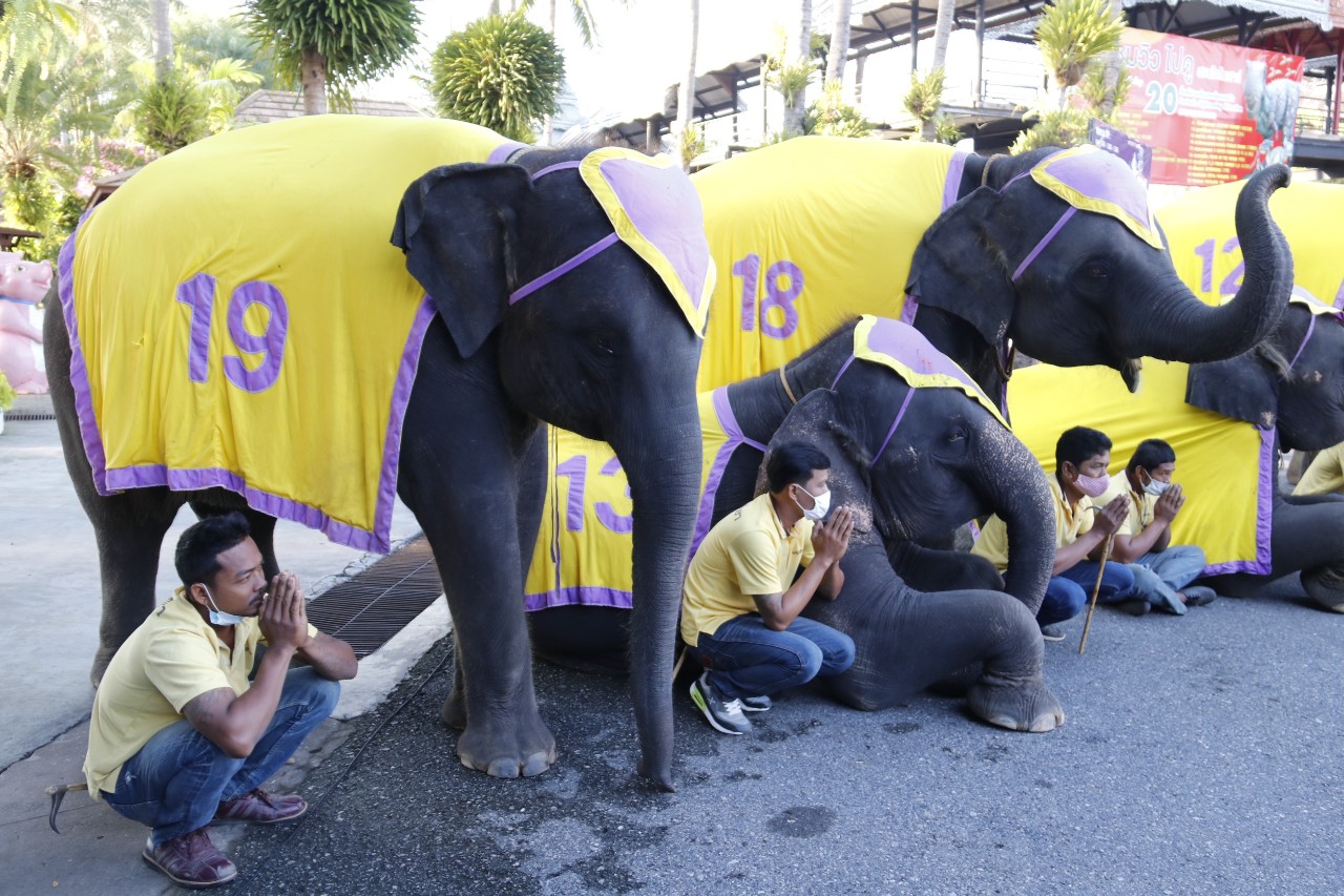 ช้างแสนรู้ 9 เชือก ร่วมทำบุญตักบาตร ถวายเป็นพระราชกุศลในหลวงร.9 