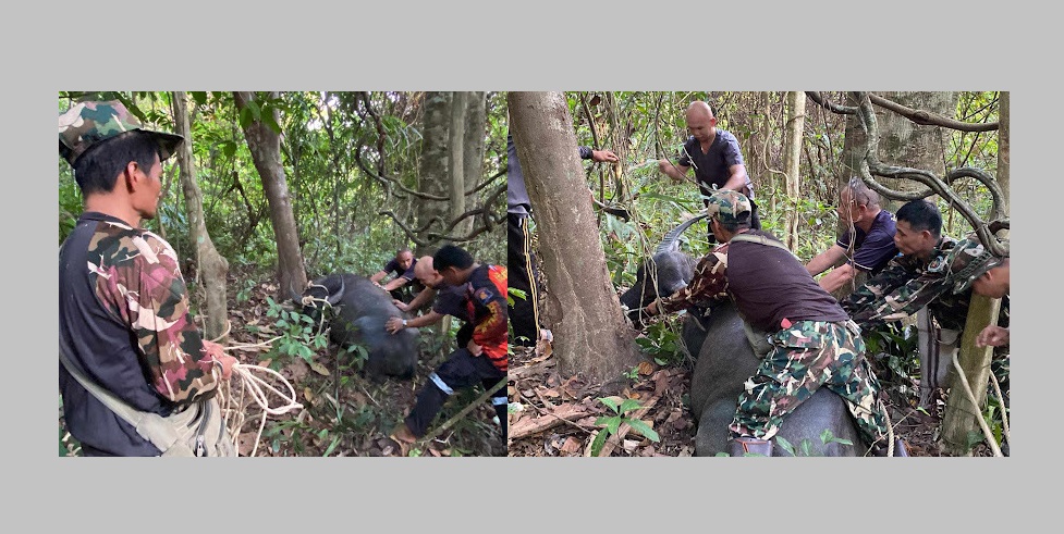 ควายสาวท้องแก่คลั่งไล่ขวิดเจ้าของและสัตวแพทย์บาดเจ็บก่อนถูกปิดล้อมด้วยปืนยิงยาสลบลดความคลุ้มคลั่ง 