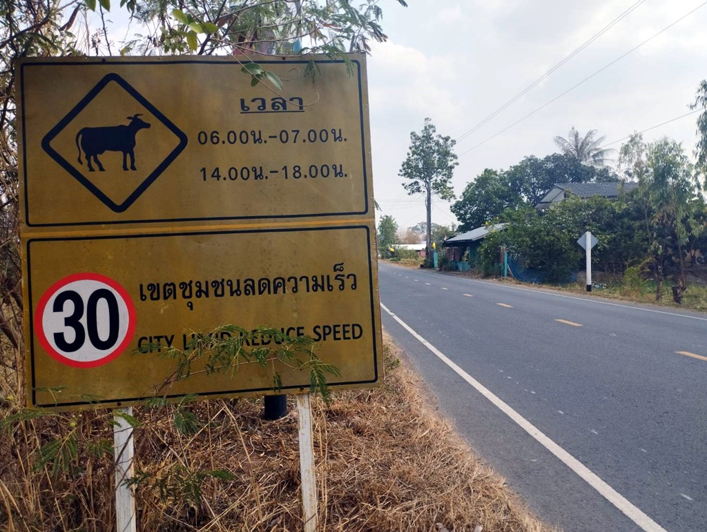 พบหมู่บ้านเลี้ยงควายจำนวนมากจนทางหลวงชนบทติดป้ายเตือนผู้ใช้รถใช้ถนน หวั่นเกิดอุบัติเหตุ