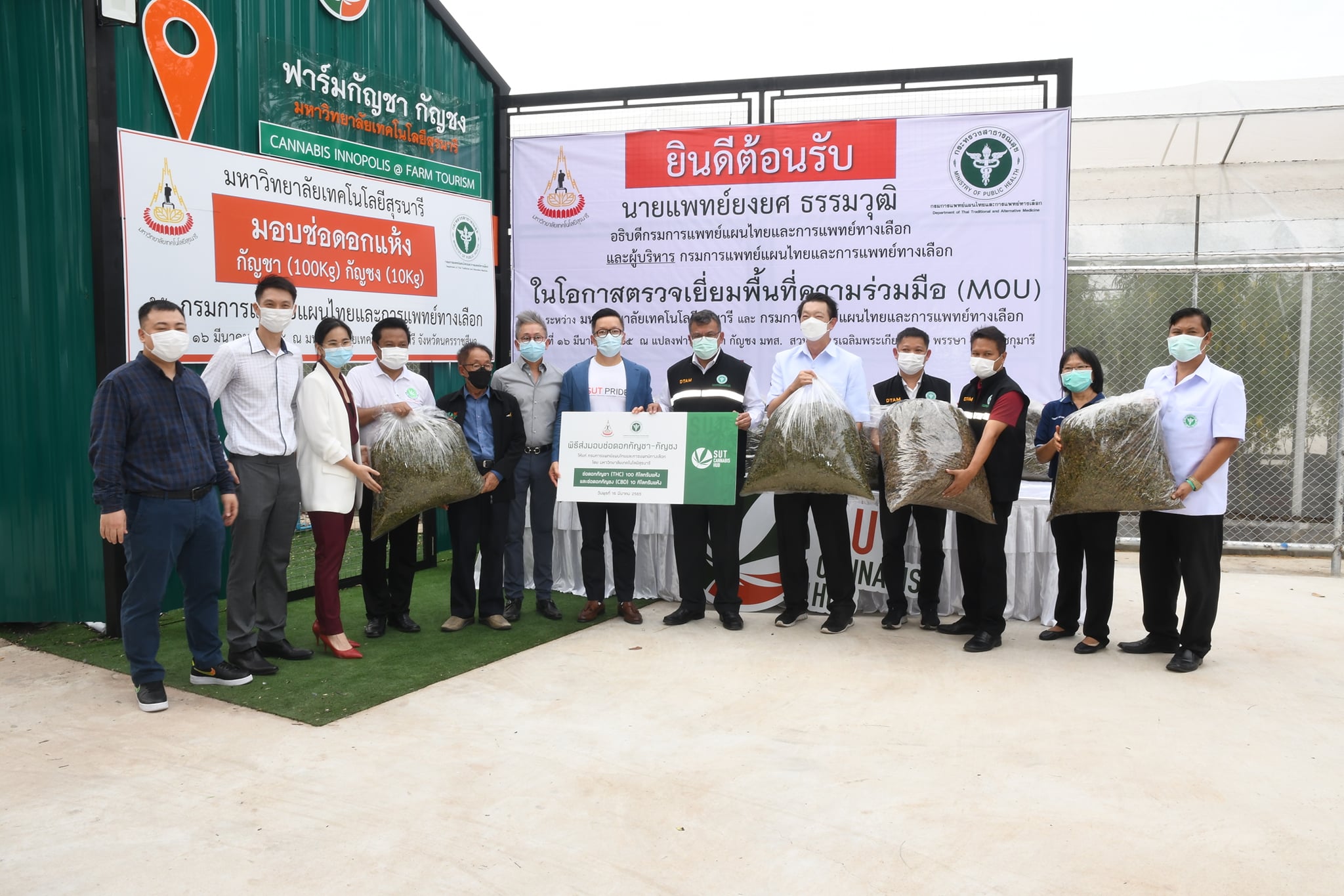 มทส.โคราช ส่งมอบช่อดอกกัญชา-กัญชงแห้ง กว่า 100 กิโล ให้กรมการแพทย์แผนไทยฯ ใช้ผลิตยา 2 ตำรับ เล็งขยายรร.กว่า 100 แห่ง รองรับเครือข่ายวิสาหกิจชุมชนทั่วปท.