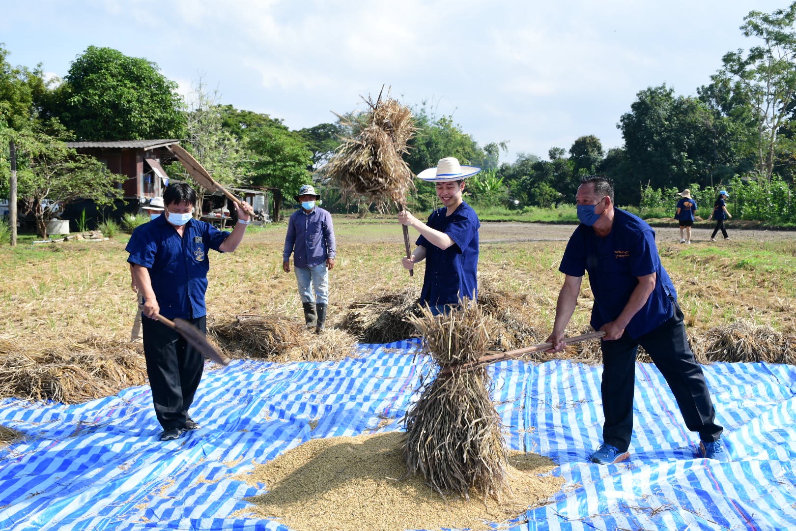 เทศบาลนครเชียงราย สืบสานภูมิปัญญาเอามื้อเกี่ยวข้าวในชุมชนดอยสะเก็น 