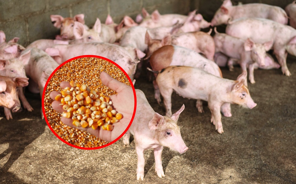 ต้นทุนเลี้ยงหมูสูงลิบ สวนทางราคาหมู!! เหตุข้าวโพดเลี้ยงสัตว์หายาก-แพงขึ้น