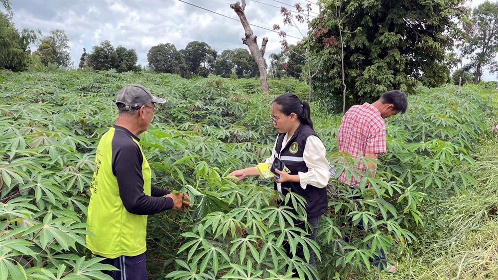 เกษตรอำเภอมหาชนะชัย ปูพรมคิกออฟสำรวจโรคใบด่างมันสำปะหลัง