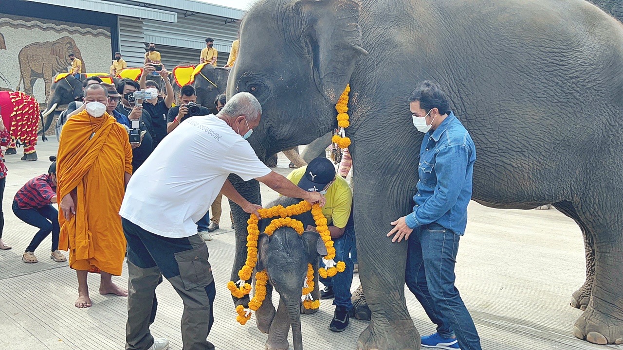 ‘สวนนงนุชพัทยา’ รับขวัญลูกช้างเกิดใหม่ พร้อมขายบัตรซื้อ 1 ฟรี 1 วันศุกร์ผู้สูงอายุเข้าฟรี