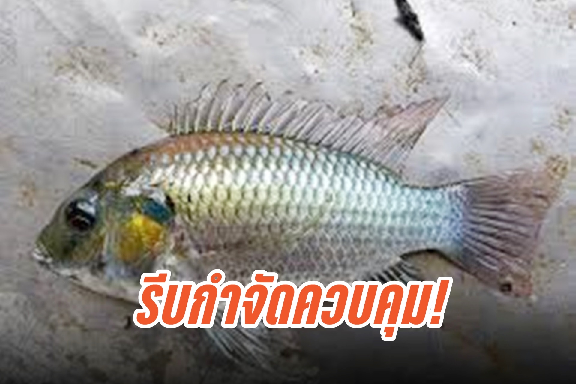"อ.เจษฎา" จี้รีบกำจัดควบคุม "ปลาหมอคางดำ" ชี้อาจลามถึงประเทศเพื่อนบ้าน 