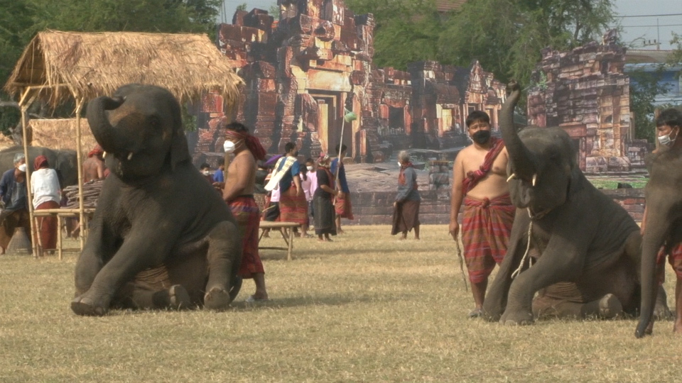 สุรินทร์ เปิดการแสดงของช้างอย่างเป็นทางการ ในสถานการณ์การแพร่ระบาดของโควิด-19 พบว่านักท่องเที่ยวทั้งชาวไทย และต่างประเทศ เข้าชม มีจำนวนน้อย ในรอบ 61 ปี