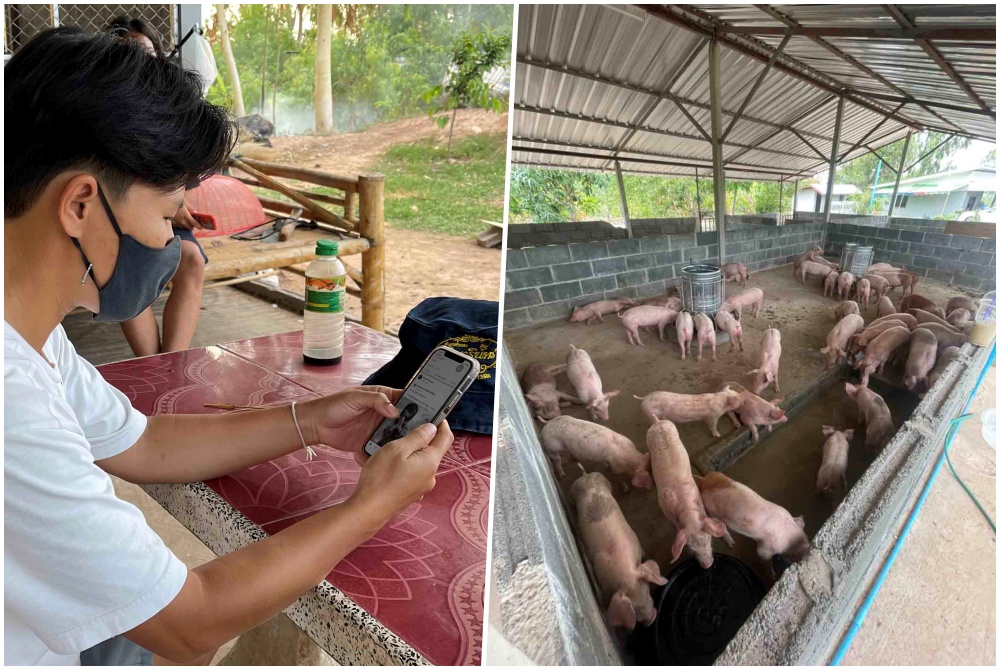 บทเรียนราคาแพงพันธุ์หมูติดเชื้อจากโลกออนไลน์