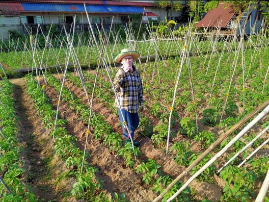 สศท.3 ติดตาม ‘แปลงใหญ่มะเขือเทศตำบลพานพร้าว’ จ.หนองคาย เน้นรวมกลุ่ม ลดต้นทุน เพิ่มผลผลิต 