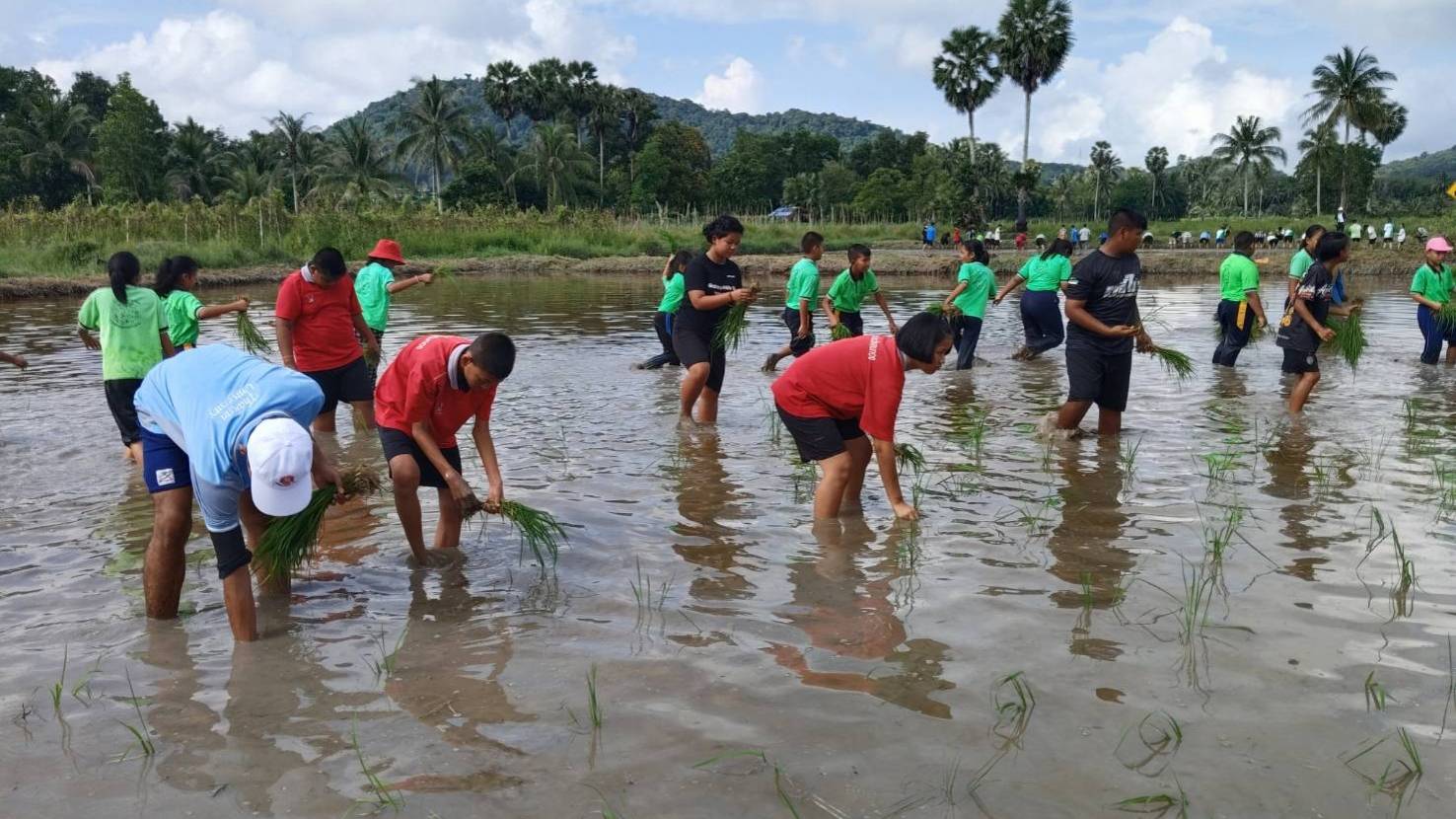 นักเรียนยุวเกษตรกร 6 โรงเรียนกว่า 200 คนจับมือกันลงแขกดำนา