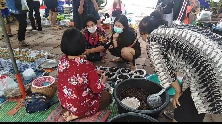 อุบลราชธานีเห็ดเผาะราคาพุ่งสูงเกือบ กก.ละ400 บาท