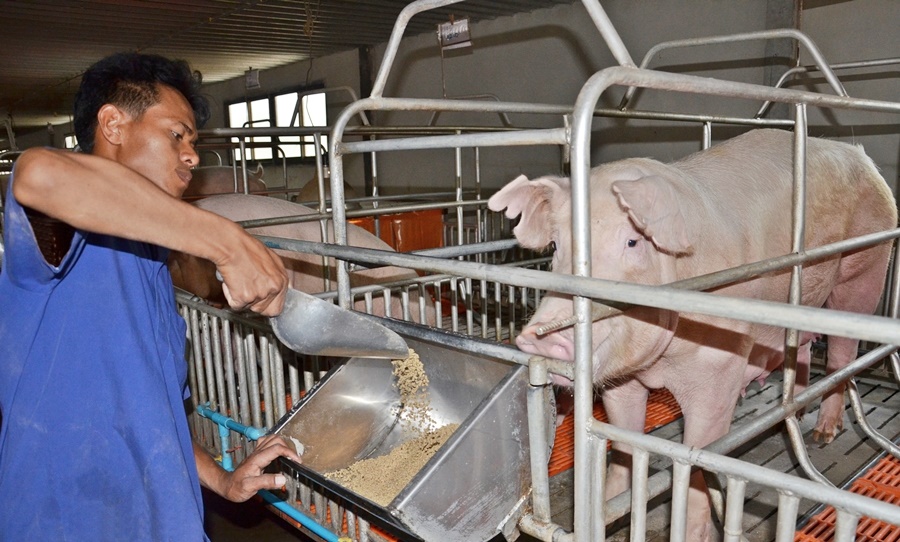 เกษตรกรเลี้ยงหมูใต้ ยืนหยัดดูแลผู้บริโภค ย้ำขายหมูหน้าฟาร์มไม่เกิน 80 บาท 